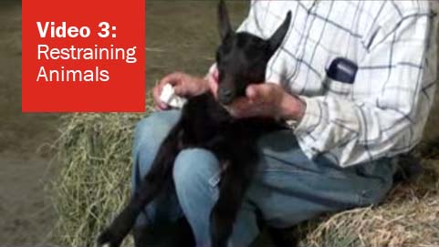 Video 3 - Restraining Animals